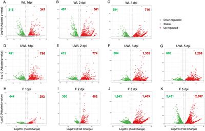 Transcriptome analysis of Colletotrichum nymphaeae-Strawberry interaction reveals in planta expressed genes associated with virulence